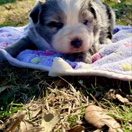 Luna - Blue merle female Australian Shepherd puppy in Mineral Wells, Texas from A6 Australian Shepards