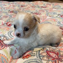 Dave - Silver male Chihuahua puppy in Seneca, Missouri from Stephanie’s Puppy Colony