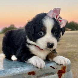 Dark pink - Black tri female Miniature Australian Shepherd puppy in 32046, Florida from River Hill Ranch