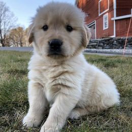 Dachshunds and Golden Retrievers from GingerRun Golden Retrievers
