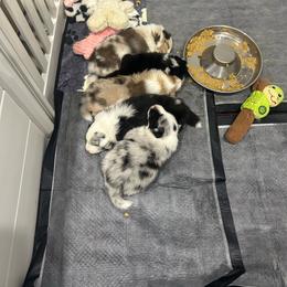Boy - Blue merle and white male Shetland Sheepdog puppy in Scottsville, Kentucky from Seascape Shetland Sheepdogs
