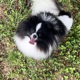 Passion - Pomeranian