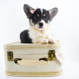 Willow (Rogue) - Black and tan female Pembroke Welsh Corgi puppy in San Antonio, Texas from Moxxi's Legacy Corgis