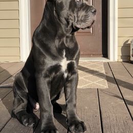 Cane Corso Puppies from Virtue Cane Corso
