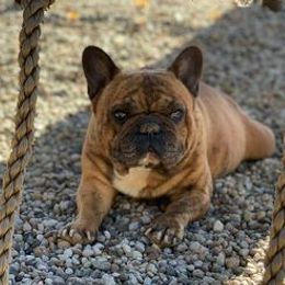 French Bulldogs from Krystal Cochran's French Bulldogs