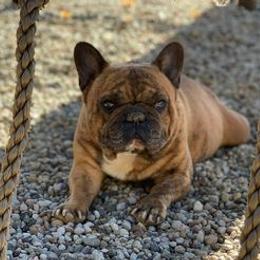 French Bulldogs from Krystal Cochran's French Bulldogs