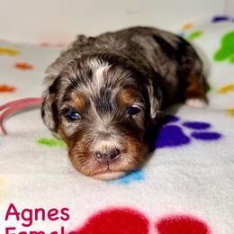 Agnes - Blue merle female Bernedoodle puppy in Beecher, Illinois from Erica’s Doodles