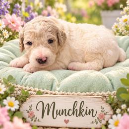 Munchkin - Parti male Poodle puppy in Washington, Pennsylvania from Patriotic Poodles