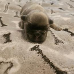 Gladys - Fawn brindle and white female French Bulldog puppy in Bend, Oregon from High Lakes Frenchies