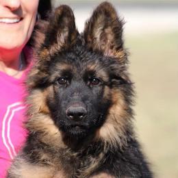 German Shepherds from Gunter Gables German Shepherds