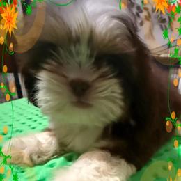 Puff the Magic ShihTzu - Tricolor female Shih Tzu puppy in Corpus Christi, Texas from Pam Crump Shih Tzu