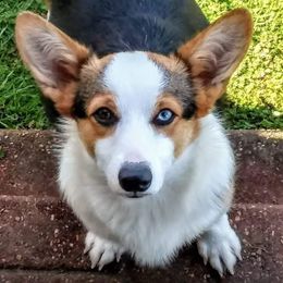 Sophie Lou - Pembroke Welsh Corgi