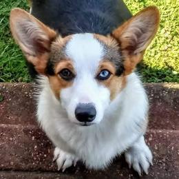 Sophie Lou - Pembroke Welsh Corgi