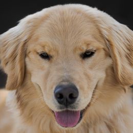 Zoomie - Golden Retriever