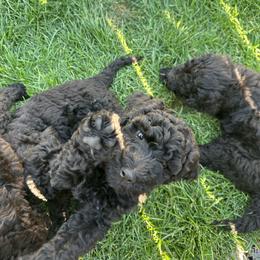 1 - Black male Poodle puppy in Severance, Colorado from Cox's Poodle Pups