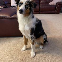 Australian Shepherd Puppies from TK Australian Shepherds