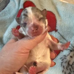 Talon - Blue merle Chihuahua puppy in Hackleburg, Alabama from Clements Chihuahua