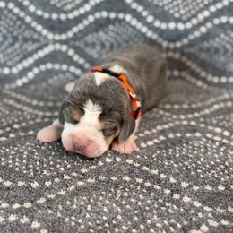 Girl 5 - female Beagle puppy in Shelley, Idaho from Idaho Beagles