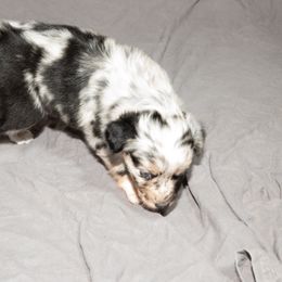 Australian Shepherd Puppies from 4 Aces Aussies