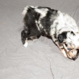 Australian Shepherd Puppies from 4 Aces Aussies