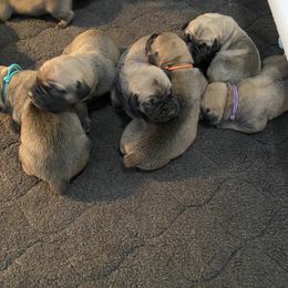 Fuchsia - Boerboel puppy in Chico, California from Rivers Edge Boerboels