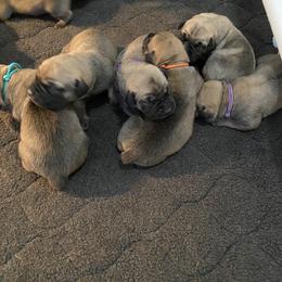 Fuchsia - Boerboel puppy in Chico, California from Rivers Edge Boerboels