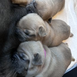 French Bulldog Puppies from Upcountry Frenchies