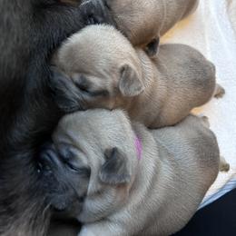 French Bulldog Puppies from Upcountry Frenchies