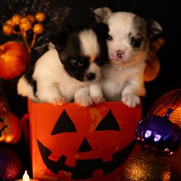 Chihuahua Puppies from Arizona Adventure Chihuahuas