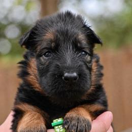 Abby Lou - Black and red female German Shepherd puppy in Canton, Texas from WILDWOOD GERMAN SHEPHERDS