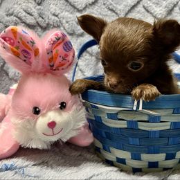 Dawson - Chocolate and white Chihuahua puppy in Oklahoma City, Oklahoma from Savvy Chihuahuas of Oklahoma