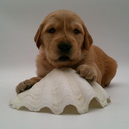 Amber - Dark golden female Golden Retriever puppy in Salem, Oregon from Oregon Rose Goldens