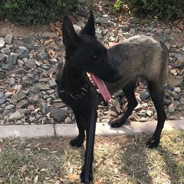 Belgian Malinois puppies from Sun Valley Malinois