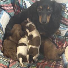 Liberty - Dachshund
