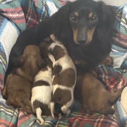 Liberty - Dachshund