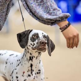 Dalmatian Puppies from Wonderland Dalmatians