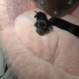 Midnight mystique - Brindle female Dachshund puppy in Bristol, Tennessee from It's Mini Wieners Baby