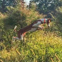 Evie - Ibizan Hound