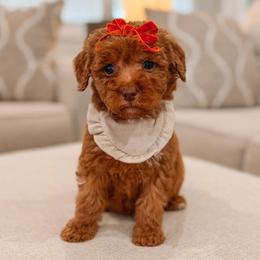 Athene - Red  female Goldendoodle puppy in Iola, Texas from Supreme Doodles of Texas