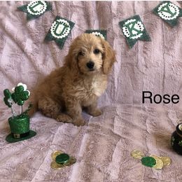 Cockapoo Puppies from Puppy Love