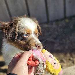 Miniature American Shepherd and Miniature Australian Shepherd Puppies from ATX Mini Aussies