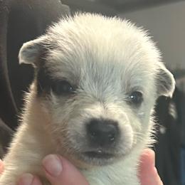 -Girl 3 - Red mottled female Australian Cattle Dog puppy in Kaufman, Texas from Emberwick Ranch