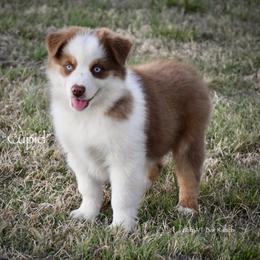Cupid - Red merle male Miniature Australian Shepherd puppy in Evant, Texas from Lazy VT Bar Ranch