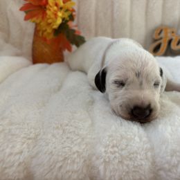 Angelica Tech - White and black female Dalmatian puppy in Chehalis, Washington from Dalmatian Vacation