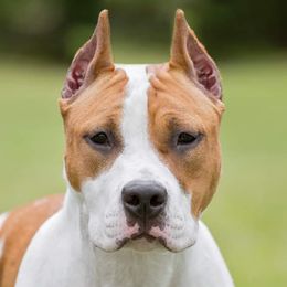 American Staffordshire Terriers from Homegrown Amstaffs