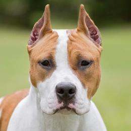 American Staffordshire Terriers from Homegrown Amstaffs