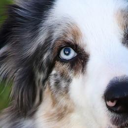 Australian Shepherds from ‘Ohana Aussies of Texas