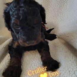 Cruller - orange boy - Phantom male Goldendoodle puppy in Stevensville, Montana from 3 Willows Doodles