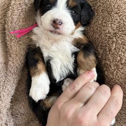 Luna. (Hot pink) - Tri-color female Bernedoodle puppy in Midland, Texas from Southern Oak Breeders LLC