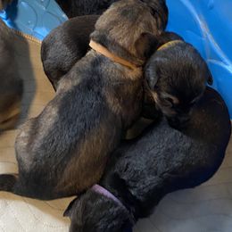 German Shepherd Puppies from Cadillac Canine
